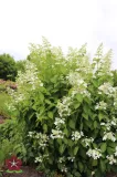 hortensja-bukietowa-levana-pbr-hydrangea-paniculata-rodzaj-rosliny-hortensje