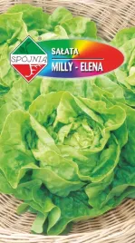 nasiona-salata-glowiasta-maslowa-gruntowa-milly-elena-1g-spojnia-326390
