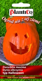 nasiona-dynia-olbrzymia-big-max-halloween-2g-plantico-411128