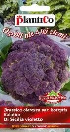 nasiona-kalafior-di-sicilia-violetto-02g-plantico-fioletowy-402652