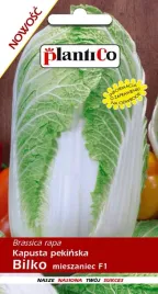 nasiona-kapusta-pekinska-bilko-mieszaniec-f1-015g-plantico-402447