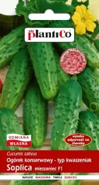 nasiona-ogorek-gruntowy-soplica-konserwowy-do-kwaszenia-5g-plantico-401402