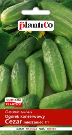 nasiona-ogorek-gruntowy-cezar-konserwowy-do-kwaszenia-5g-plantico-401136
