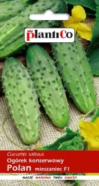 nasiona-ogorek-gruntowy-polan-konserwowy-do-kwaszenia-5g-plantico-401235