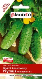 nasiona-ogorek-gruntowy-prymus-konserwowy-do-kwaszenia-6g-plantico-401433