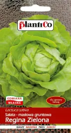 nasiona-salata-glowiasta-maslowa-regina-zielona-1g-plantico-404359