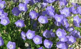 nasiona-kwiatow-dzwonek-karpacki-niebieski-05g-kwiaty-kwiatki-420618
