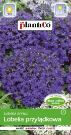 nasiona-kwiatow-lobelia-stroiczka-fioletowa-03g-kwiaty-lobelie-411906