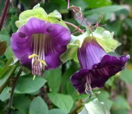 nasiona-kwiatow-kobea-pnaca-fioletowa-05g-kwiaty-410985