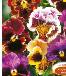 nasiona-kwiatow-bratek-ogrodowy-rokoko-mieszanka-mix-kwiaty-bratki-423077
