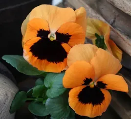 nasiona-kwiatow-bratek-ogrodowy-pomaranczowy-z-plamka-kwiaty-bratki-423084