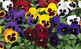 nasiona-kwiatow-bratek-ogrodowy-mieszanka-mix-05g-kwiaty-bratki-423060