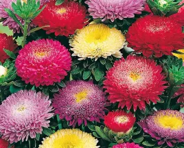 nasiona-kwiatow-aster-chinski-pomponowy-mieszanka-mix-1g-kwiaty-410794