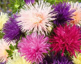 nasiona-kwiatow-aster-chinski-chryzantemowy-wysoki-mieszanka-kwiaty-410305