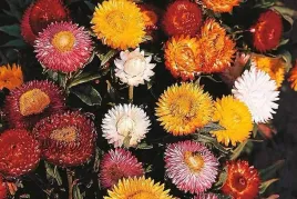 nasiona-kwiatow-kocanka-ogrodowa-mieszanka-mix-1g-kwiaty-kocanki-411524