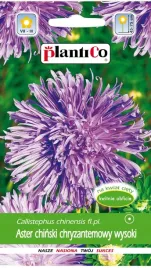 nasiona-kwiatow-aster-chinski-chryzantemowy-wysoki-fioletowy-kwiaty-410329