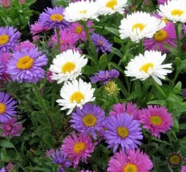 nasiona-kwiatow-aster-alpejski-mieszany-03g-kwiaty-420380