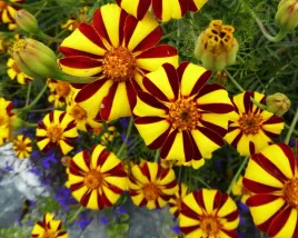 nasiona-kwiatow-aksamitka-wyniosla-klaun-1g-kwiaty-aksamitki-413092