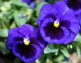 nasiona-kwiatow-bratek-ogrodowy-niebieski-z-plamka-kwiaty-bratki-423053