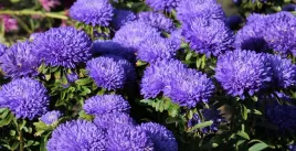 nasiona-kwiatow-aster-chinski-peoniowy-niebieski-1g-kwiaty-410763