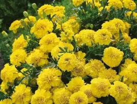 nasiona-kwiatow-aksamitka-rozpierzchla-zolta-1g-kwiaty-aksamitki-413108