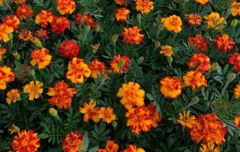 nasiona-kwiatow-aksamitka-rozpierzchla-bolero-1g-kwiaty-aksamitki-413139