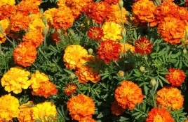 nasiona-kwiatow-aksamitka-rozpierzchla-mieszanka-1g-kwiaty-aksamitki-413184