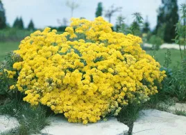 nasiona-kwiatow-smagliczka-skalna-zolta-05g-kwiaty-420120