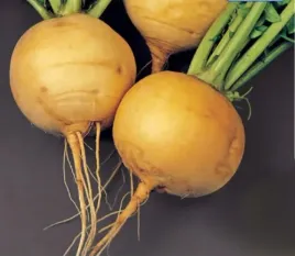 nasiona-rzepa-goudbal-golden-ball-5g-plantico-rzepy-zolte-406902