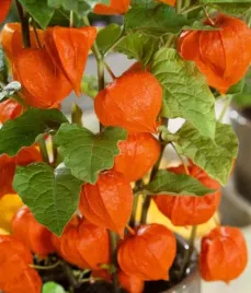 nasiona-kwiatow-miechunka-rozdeta-pomaranczowa-05g-kwiaty-422162