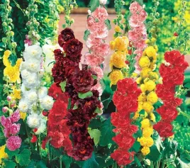 nasiona-kwiatow-malwa-ogrodowa-mieszanka-mix-1g-kwiaty-malwy-420205