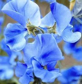 nasiona-kwiatow-groszek-pachnacy-jasnoniebieski-2g-kwiaty-411722