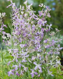 nasiona-kwiatow-maciejka-jasnofioletowa-pachnaca-5g-kwiaty-maciejki-411951