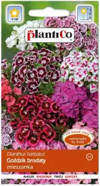 nasiona-kwiatow-gozdzik-brodaty-mieszanka-mix-05g-kwiaty-gozdzikow-421202