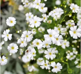nasiona-kwiatow-gipsowka-wytworna-biala-1g-kwiaty-gipsowki-411470