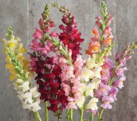 nasiona-kwiatow-lwia-paszcza-wysoka-mieszanka-mix-05g-kwiaty-410077