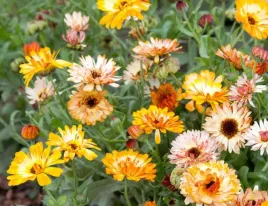 nasiona-kwiatow-nagietek-lekarski-karlowy-mieszanka-mix-2g-kwiaty-410213