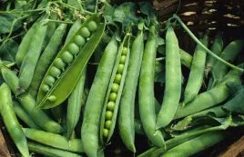 nasiona-groch-siewny-luskowy-izolda-40g-plantico-groszek-407145