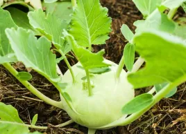 nasiona-kalarepa-gigant-2g-plantico-kalerepy-402768