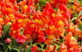 nasiona-kwiatow-lwia-paszcza-wysoka-pomaranczowa-05g-kwiaty-410084