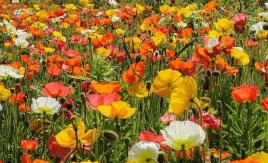 nasiona-kwiatow-mak-polny-mieszanka-mix-1g-kwiaty-412446