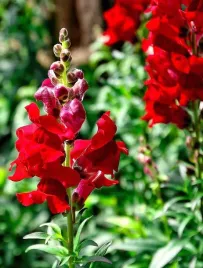 nasiona-kwiatow-lwia-paszcza-wysoka-czerwona-commander-05g-kwiaty-410114