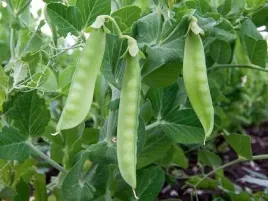 nasiona-groch-siewny-cukrowy-ambrosia-40g-plantico-groszek-407152