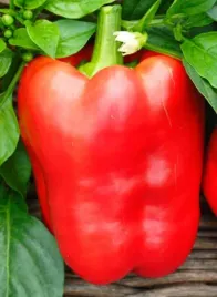 nasiona-papryka-slodka-barborka-czerwona-05g-plantico-papryki-405882