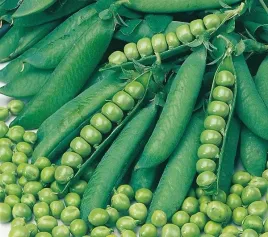 nasiona-groch-luskowy-duel-wczesny-40g-polan-groszek-030007