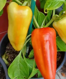 nasiona-papryka-slodka-mira-wczesna-kremowa-czerwona-05g-papryki-060233