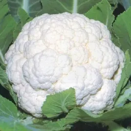 nasiona-kalafior-bora-1g-wczesny-polan-kalafiora-bialy-032353