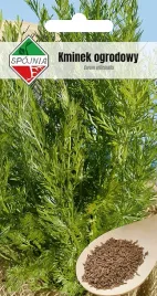nasiona-kminek-ogrodowy-3g-spojnia-kminku-150056
