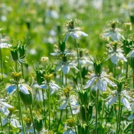 nasiona-czarnuszka-siewka-05g-spojnia-czarnuszki-324808