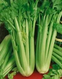 nasiona-seler-nasiowy-zefir-05g-plantico-super-warzywo-selera-403994